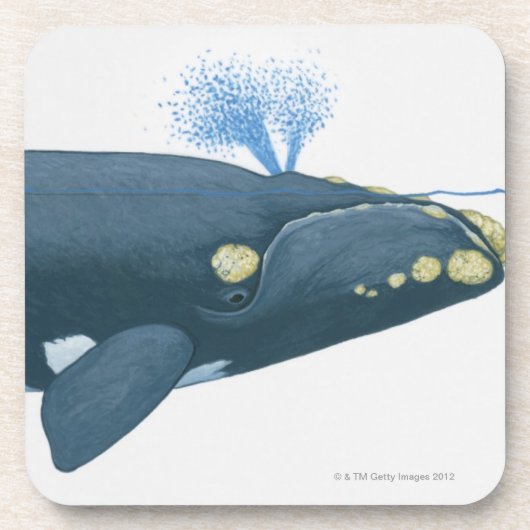 北太平洋のセミクジラのイラストレーション コースター (正面)