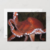 北太平洋タコ ポストカード (正面/裏面)