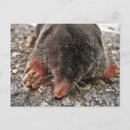 北広足モグラ ポストカード (正面)