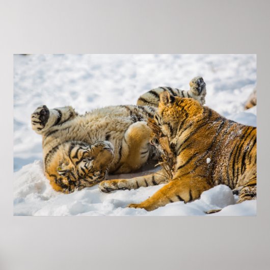 北東タイガー ポスター (正面)