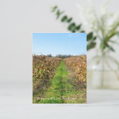 北東PAのグレープフィン ポストカード (スタンド正面)