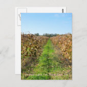 北東PAのグレープフィン ポストカード (正面/裏面)