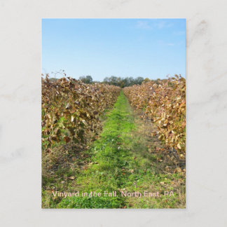 北東PAのグレープフィン ポストカード