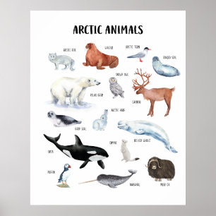 北極の動物 教育ポスター ポスター