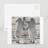 北極ウサギ 動物 冬 凍る 雪 ポストカード (正面/裏面)