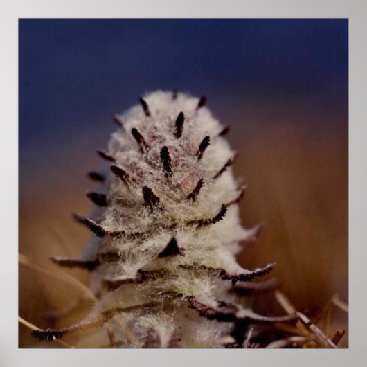 北極ウールのルスワートの花の写真設計 ポスター (正面)