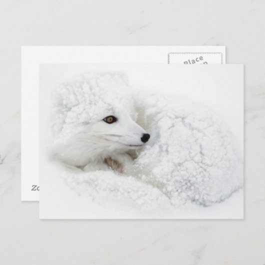 北極キツネは冬に巻き上げられた ポストカード (正面/裏面)