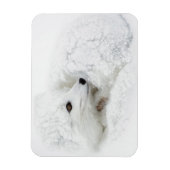 北極キツネは冬に巻き上げられた マグネット (縦)