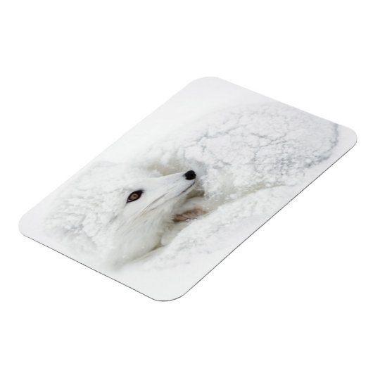 北極キツネは冬に巻き上げられた マグネット (左側)