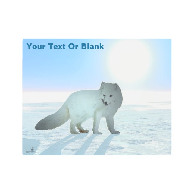 北極キツネアクリルプリント メタルプリント (正面)