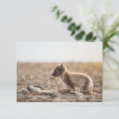 北極キツネスバルバードカード (スタンド正面)