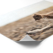 北極キツネスバルバード ポスター (角)