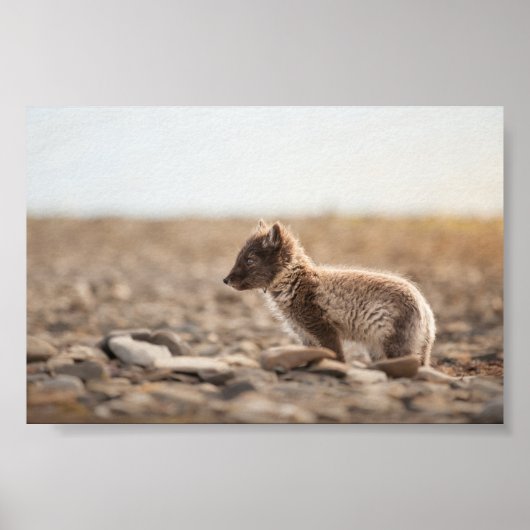 北極キツネスバルバード ポスター (正面)