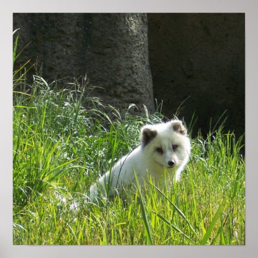 北極キツネポスター ポスター (正面)