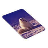 北極キツネ冬雪景色 マグネット (右側)