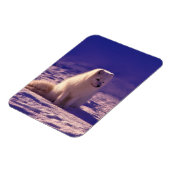 北極キツネ冬雪景色 マグネット (左側)