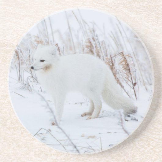 北極キツネ コースター (正面)