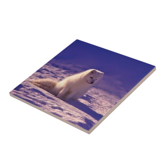 北極キツネ タイル (側面)