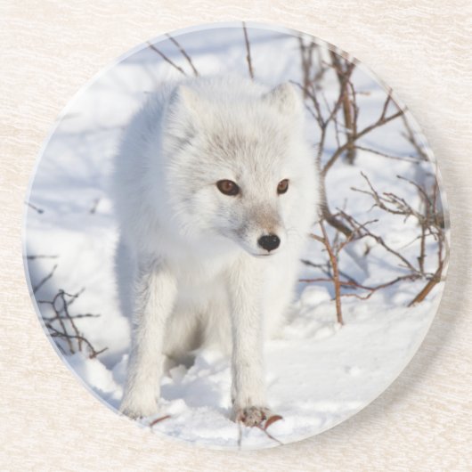 北極キツネ、チャーチル野生生物管理地区 コースター (正面)