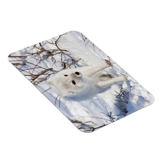 北極キツネ、チャーチル野生生物管理地区 マグネット (右側)