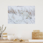 北極キツネ ポスター (キッチン)