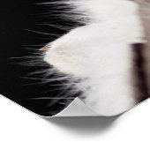 北極キツネ ポスター (角)