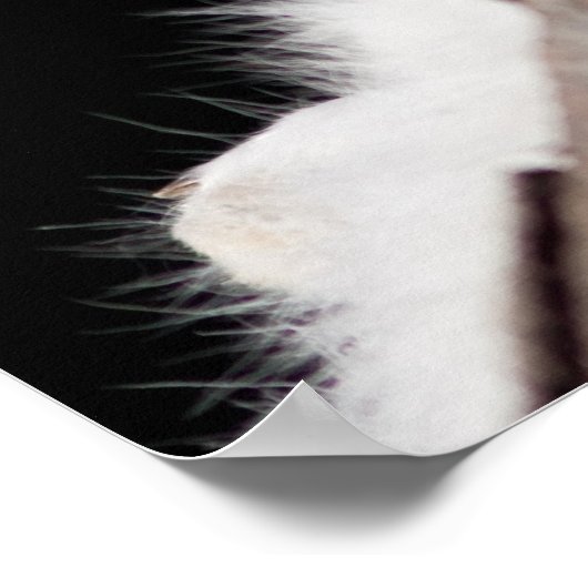 北極キツネ ポスター (角)