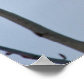 北極キツネ ポスター (角)