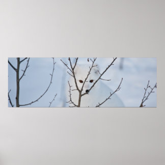 北極キツネ ポスター