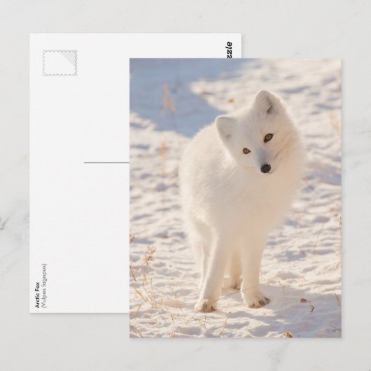北極キツネ ポストカード (正面/裏面)