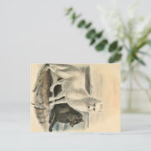 北極キツネ ポストカード (スタンド正面)