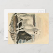 北極キツネ ポストカード (正面/裏面)