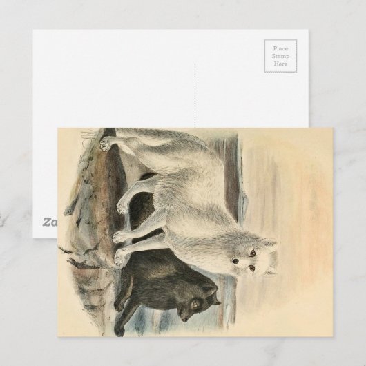 北極キツネ ポストカード (正面/裏面)