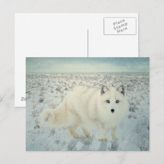 北極キツネ ポストカード (正面/裏面)