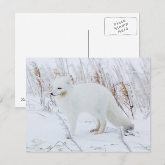 北極キツネ ポストカード (正面/裏面)