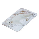 北極キツネ マグネット (左側)