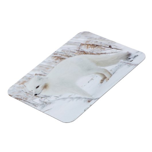 北極キツネ マグネット (左側)