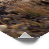 北極キツネ、Alopex lagopus、コートは2から変更 ポスター (角)