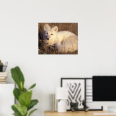 北極キツネ、Alopex lagopus、コートは2から変更 ポスター (ホームオフィス)