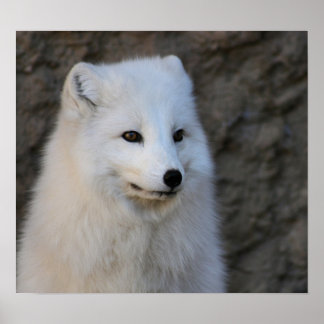 北極ポートレート ポスター
