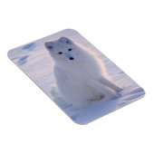 北極冬のキツネ写真デザイン マグネット (右側)