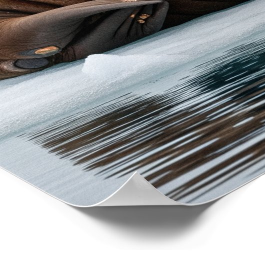 北極圏セイウチ ポスター (角)