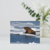北極地方のセイウチ海 ポストカード (スタンド正面)