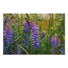 北極性ルパン印象主義 フォトプリント           