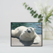 北極極熊はがき ポストカード (スタンド正面)