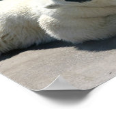 北極極熊ポスタープリント ポスター (角)