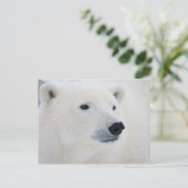 北極熊チャーチル ポストカード (スタンド正面)