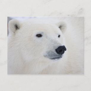 北極熊チャーチル ポストカード