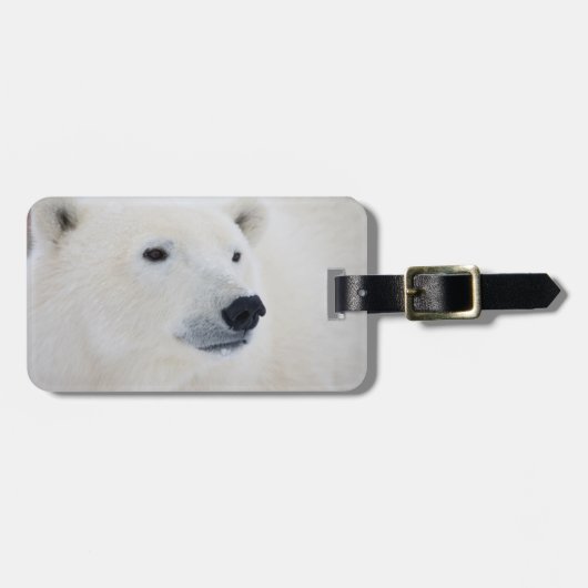 北極熊チャーチル ラゲッジタグ (正面横)