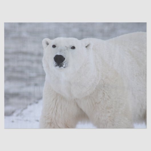 北極熊ティッシュペーパー 薄葉紙 (正面)